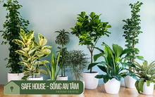 5 loại cây vừa ‘nuốt’ bụi mịn, lọc không khí, vừa hút tài lộc: Dễ trồng trong căn hộ nhỏ, không tốn công chăm sóc