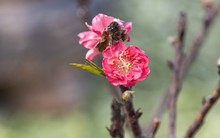 Cận cảnh đào Thất Thốn tiền triệu bị ép 'ngủ' phòng điều hòa để nở hoa trúng Tết