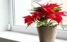 5 loại cây phong thủy của năm 2024 cần có trong nhà trước Tết Nguyên đán để rước lộc cả năm