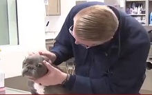 Bệnh hô hấp bí ẩn 'tấn công' chó ở 14 bang của Mỹ