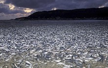 Đã có lời giải cho 1.000 tấn cá chết dạt vào bờ biển Nhật Bản: Nguyên nhân “trúng độc” bị loại bỏ