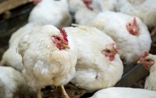Singapore tạm dừng nhập khẩu gia cầm từ Nhật Bản, Mỹ vì lo ngại cúm gia cầm