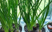 3 loại rau gia vị là "kho thuốc" chữa bệnh, gia đình nào cũng nên trồng 1 cây