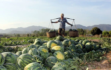 Dưa hấu Việt có 'visa' xuất khẩu chính ngạch sang Trung Quốc