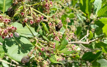 Mỹ săn lùng loại hạt ‘châu báu’ của Việt Nam: Chỉ 1/10 khu vực trên thế giới cho ra chất lượng tốt nhất, kiếm hàng trăm triệu USD mỗi tháng