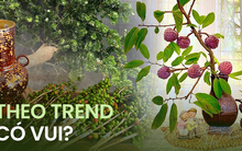Trend cắm cành và quả tại nhà ngày càng lên tầm cao mới, đến cà pháo, vải, táo mèo cũng thành vật trang trí