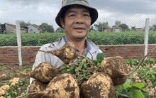 900 tấn sắn không có người mua, nông dân đào hố chôn