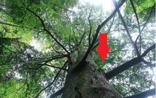 Kỳ lạ loại cây gỗ mỗi năm cao thêm 7m, Trung Quốc muốn trồng ở nhiều nơi: Mang lại món lợi kinh tế bất ngờ