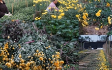 Hoa tươi giảm giá kịch đáy, mất mùa, ế khách người dân làng hoa Tây Tựu chặt bỏ trồng rau