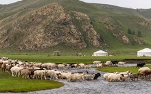 Công nghệ số trên thảo nguyên Mông Cổ: Những du mục "vừa cưỡi ngựa vừa xem điện thoại"