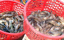 Giá tôm càng xanh giảm mạnh khi đang mùa thu hoạch