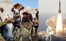 Công ty Nhật Bản này muốn cung cấp năng lượng cho tên lửa bằng chất thải của bò