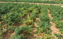 Việt Nam sở hữu loại quả ‘một vốn mười lời’ được Lào, Trung Quốc đua nhau săn đón: Xuất khẩu tăng hơn 100%, thu về hàng chục triệu USD