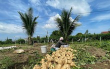 Nông dân 'khóc ròng' vì củ đậu