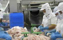 Vì sao xuất khẩu cá tra năm nay giảm mạnh?