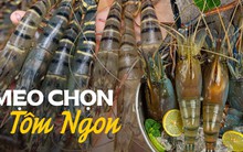 Chủ vựa hải sản hướng dẫn mẹo phân biệt tôm tươi, tôm ươn, tôm bơm hóa chất dễ dàng nhất