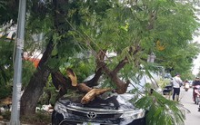Gió mùa đông bắc mạnh làm cây gãy đổ đè bẹp ôtô Camry 2.5Q
