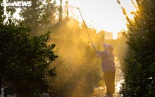 Làm cả năm, thu hoạch một mùa, thủ phủ quất Tứ Liên Hà Nội tất bật đón Tết