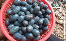 Loại đặc sản 'đen sì', xưa rẻ bèo giờ có tiền cũng khó mua