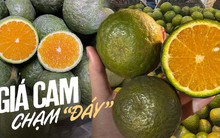 Lặp lại "điệp khúc" của năm ngoái, giá cam sành tiếp tục rớt mạnh, chỉ vài nghìn đồng/kg, người mua khen nức nở... vẫn ế