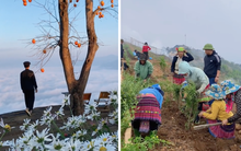 Điểm săn mây ngay vườn cúc hoạ mi được bà con vùng cao chung tay tạo nên, dân mạng thích thú ủng hộ