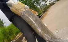 Cá khủng tràn ngập dưới đập Tam Hiệp, có con nặng hơn 100kg: Tuyệt nhiên không ai dám đánh bắt, vì sao?