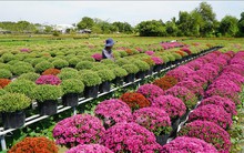 'Thủ phủ' hoa, kiểng miền Tây sẵn sàng cho thị trường Tết và lễ hội hoa