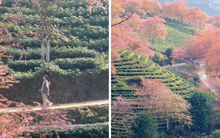 Hoa mai anh đào nở rực rỡ ở Sa Pa nhưng cách bán vé vào mới là điều khiến dân tình chú ý