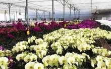 3 triệu cành lan hồ điệp Đà Lạt phục vụ thị trường Tết