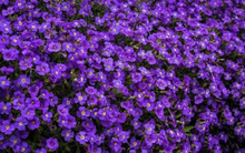 Top 10 cổ phiếu tăng mạnh nhất tuần: Một cổ phiếu bất động sản sàn HOSE tăng kịch trần 4 phiên liên tiếp