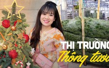 Mùa Giáng sinh: Thông tươi Đan Mạch có giá tiền triệu/cây nhưng vẫn không làm "chùn bước" người tiêu dùng