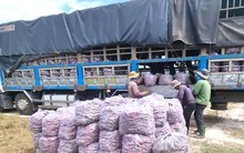 Ký thư mời vận động bán khoai lang: Phó Chủ tịch thị trấn nhận trách nhiệm