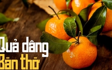 Vì sao mua cam canh, quýt bày bàn thờ nên kèm lá, đặc biệt trong dịp Tết?