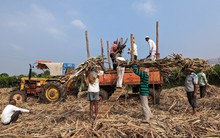 Là nhà sản xuất lớn thứ 2 thế giới, Ấn Độ có nguy cơ phải chuyển sang nhập khẩu một mặt hàng nông sản quan trọng trong năm 2024