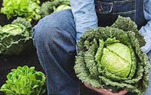 Loại rau rẻ tiền nhưng được xem là "thuốc" hạ đường huyết tự nhiên, phòng chống ung thư hiệu quả: Chợ Việt bán rất nhiều