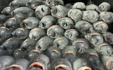 Loại 'siêu thực phẩm’ này đã giúp Việt Nam thu về hơn nửa tỷ USD sau 11 tháng: Được 2/3 thế giới ưa chuộng, Italy tăng nhập khẩu hơn 300%