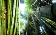 Bí ẩn về loài tre khổng lồ, có thể cao hơn tòa nhà 10 tầng