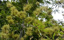 Việt Nam sở hữu một loại sản vật 'bạc tỷ' được nhiều quốc gia săn đón: Xếp thứ 4 thế giới về diện tích trồng, riêng lá cây thu về hàng triệu USD