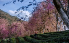 Phát hiện nơi có hoa mai anh đào cách thị trấn Sa Pa chỉ 8km: Thời gian nở rộ du khách cần lưu ý kẻo bỏ lỡ