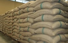 Giá xuất khẩu liên tục lập đỉnh, lộ diện quốc gia Nam Mỹ tăng nhập khẩu ‘hạt ngọc’ của Việt Nam gần 3.000% trong 11 tháng