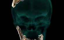 Israel: Xuất hiện dòng dõi người chưa từng biết, lai giữa hai loài