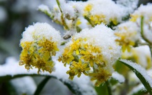 Đợt rét đỉnh điểm ở miền Bắc kéo dài đến khi nào?