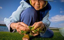 Không phải chạy bộ, cụ bà sống thọ 106 tuổi nhờ 1 sở thích giúp hạ đường huyết hiệu quả, người lười cũng làm được