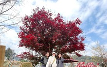 Sa Pa đặt mục tiêu đón 4,5 triệu khách, thu 15.500 tỷ đồng