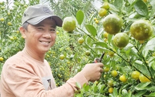 Quất Hội An vào vụ Tết