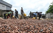 El Nino 'thích đồ ngọt' và đây là lý do túi tiền của bạn sẽ 'thủng' nhanh hơn vào năm 2024