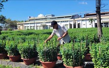 Người trồng hoa Tết lo lắng sức tiêu thụ