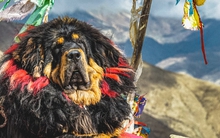 Độc lạ giống chó châu Á: Một con hạ gục cả bầy sói, sống tốt ở âm 40 độ C, từng có giá 46 tỷ đồng/con