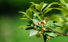 Loại gia vị quen trong phở là “thuốc” bổ tim tự nhiên, kiểm soát đường huyết: Người Việt dùng xưa giờ mà chưa biết hết công dụng