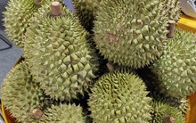 Sầu riêng đông lạnh xuất khẩu sang Thái Lan nhiều nhất